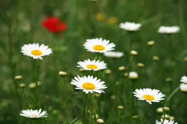 Daisy flower meadow spring season — Stock Photo, Image