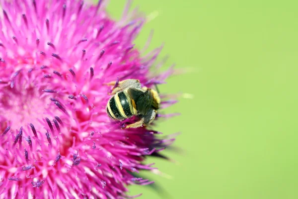 Pszczoła na kwiat wiosna sezon makro — Zdjęcie stockowe