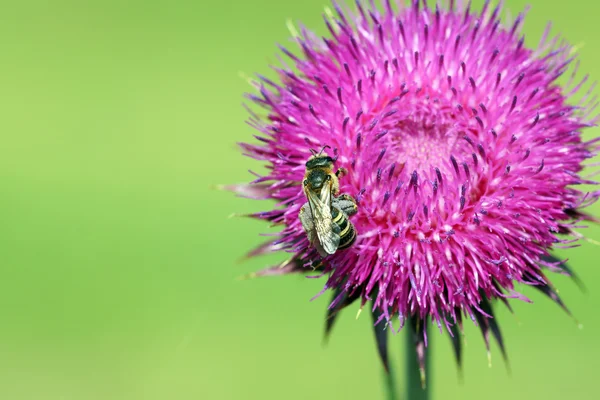 紫の花、自然の背景に蜂 — ストック写真