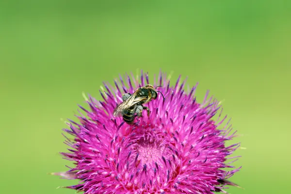 紫の花自然春のシーズンに蜂 — ストック写真