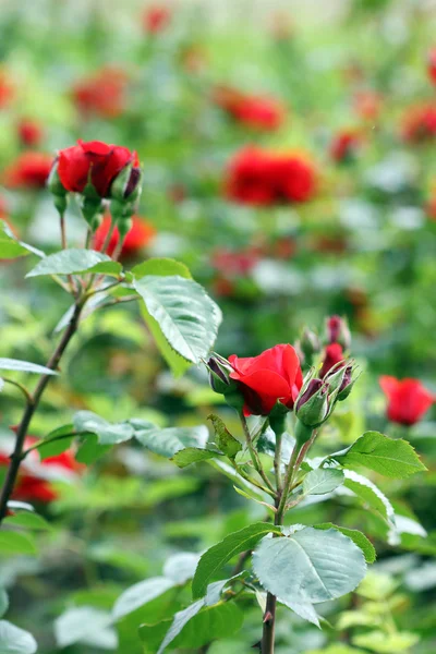 Rode rozen bloementuin natuur — Stockfoto