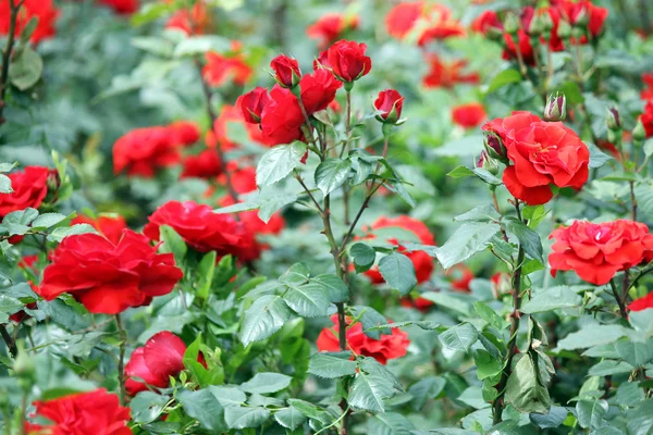 Róże garden kwiat natura sezon wiosna — Zdjęcie stockowe
