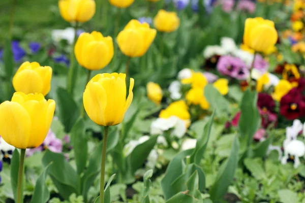 Yellow tulip flower garden spring season — Stock Photo, Image