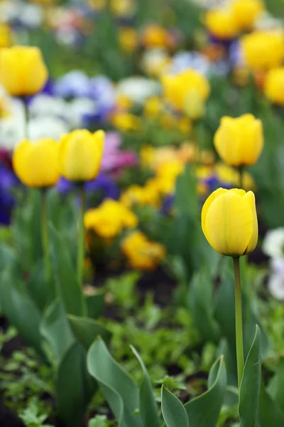 Žluté tulipány Zahradní přírody jarní sezóny — Stock fotografie