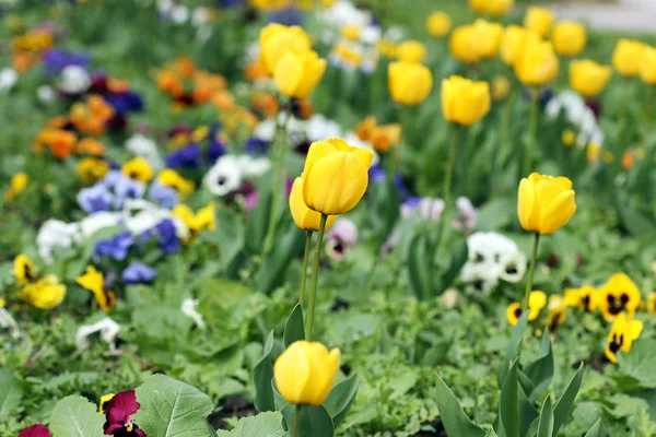 Yellow tulips garden spring season — Stock Photo, Image