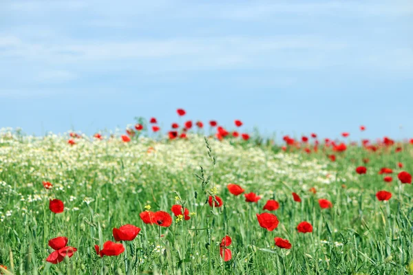 Poppy flower meadow landscape spring season — Stock Photo, Image
