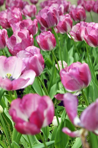 Tulipán Flores Jardín Primavera Temporada —  Fotos de Stock