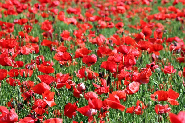 Rote Mohnblumen Blumen Feld Frühling Saison — Stockfoto