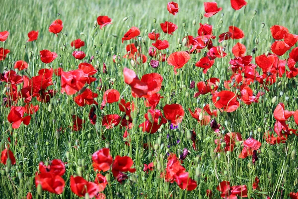 红色的罂粟花花春暖花开的季节 — 图库照片