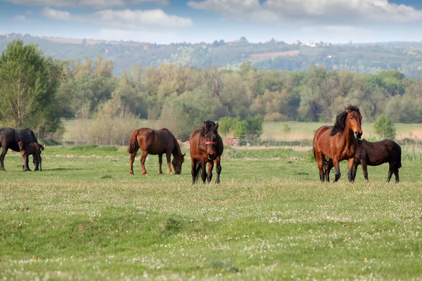 Стадо лошадей на поле — стоковое фото