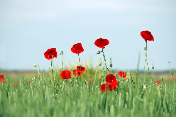 Vallmo Blomma Fältet Vårsäsong — Stockfoto