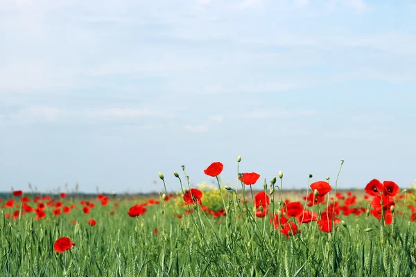 Vallmo Blomma Våren Säsongen Landskapet — Stockfoto