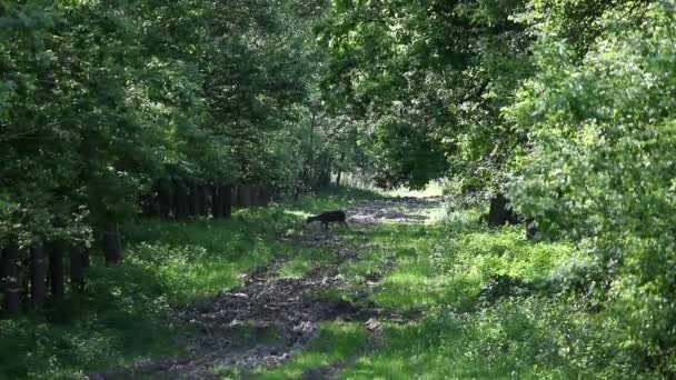 Hirsche grasen im Wald — Stockvideo