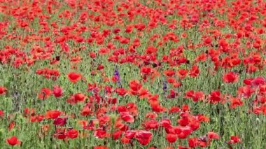 haşhaş çiçek bahar mevsimi