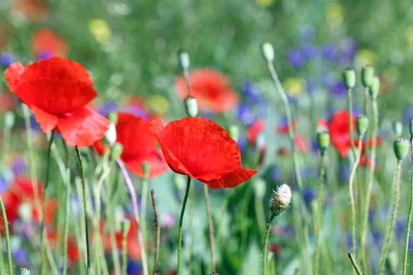 Poppy Flower Nature Spring Season — Stock Photo, Image