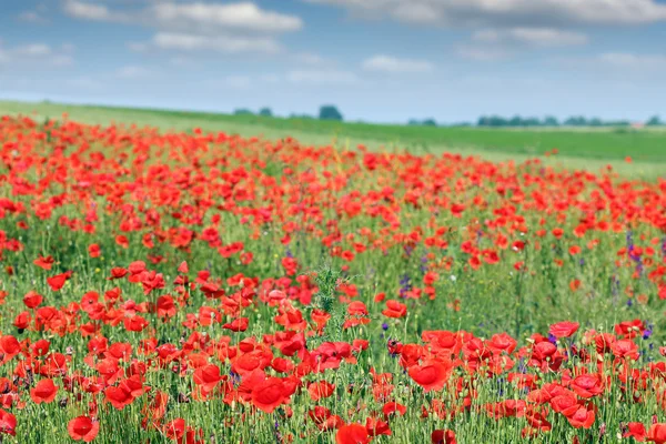 Poppies flower meadow landscape spring season — Stock Photo, Image