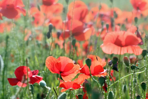 Vallmo Blomma Morgon Vårsäsongen — Stockfoto