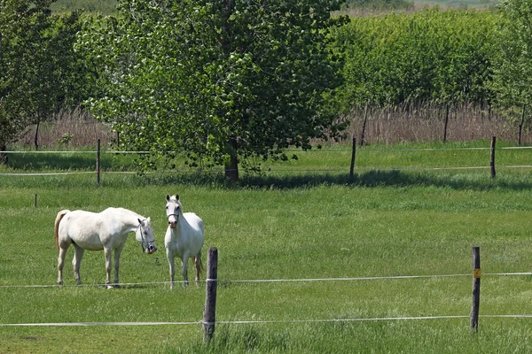 Cavalos Lipizzaner na estação de primavera campo verde — Fotografia de Stock