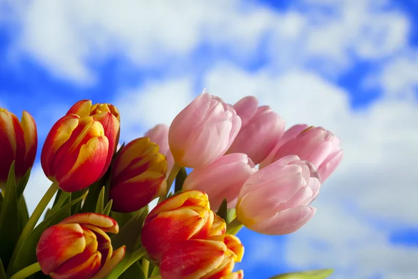 Bunte Frühlingsblumen - Tulpen am Himmel Hintergrund — Stockfoto