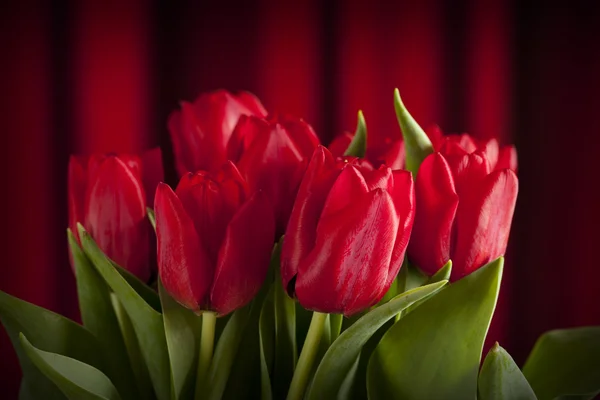 Flores vermelhas - tulipas no fundo vermelho — Fotografia de Stock