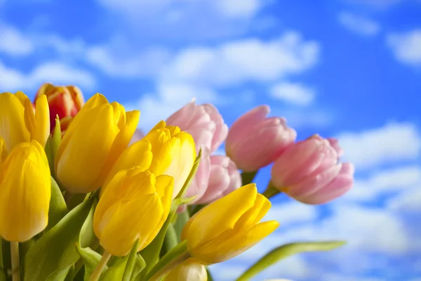 Frische Tulpensträuße in Pastellfarben auf Himmelshintergrund — Stockfoto
