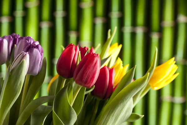 Kolorowe tulipany na zielonym tle — Zdjęcie stockowe