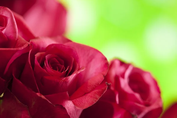 Red roses on nature green background — Stock Photo, Image