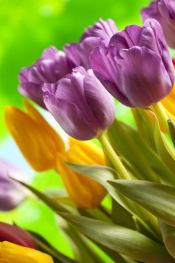 Doğada güzel laleler