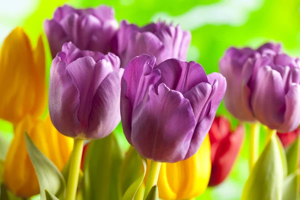 Bunte Tulpen auf Naturhintergrund — Stockfoto