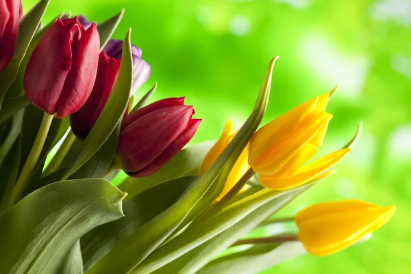 Bunte Tulpen auf Naturhintergrund — Stockfoto