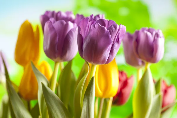 Tulpen auf Naturhintergrund — Stockfoto