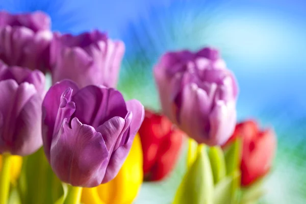 Kolorowe tulipany na niebieskim tle — Zdjęcie stockowe