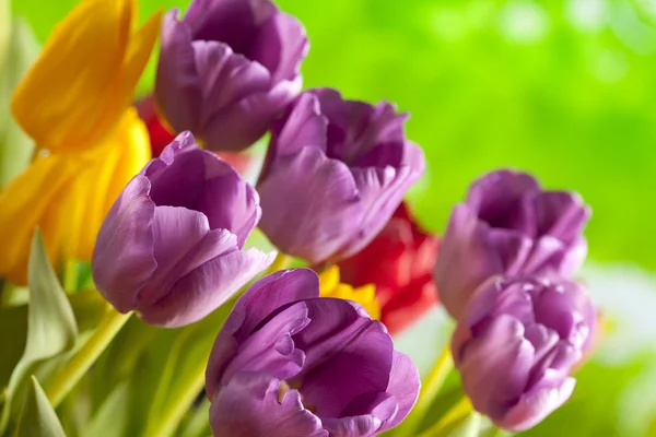 Bunte Tulpen auf Naturhintergrund — Stockfoto