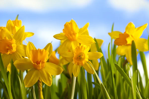 Narcisos amarelos no fundo do céu azul — Fotografia de Stock