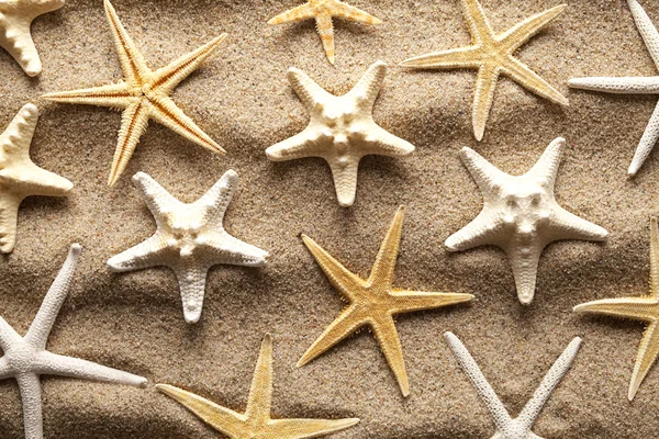 Starfishes na praia — Fotografia de Stock