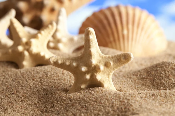 Shells and starfish on the beach — Stock Photo, Image