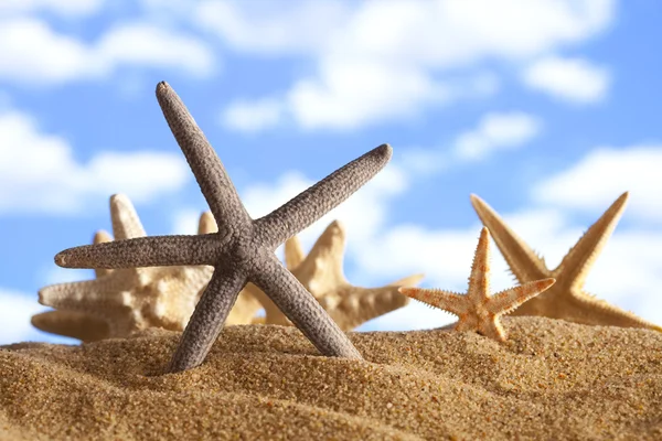 Praia de verão - estrelas-do-mar na areia — Fotografia de Stock