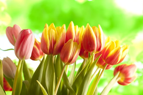 Tulipany na zielonym tle — Zdjęcie stockowe