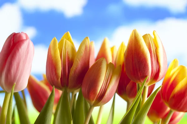 Frühlingsblumen - Tulpen auf blauem Himmel Hintergrund — Stockfoto