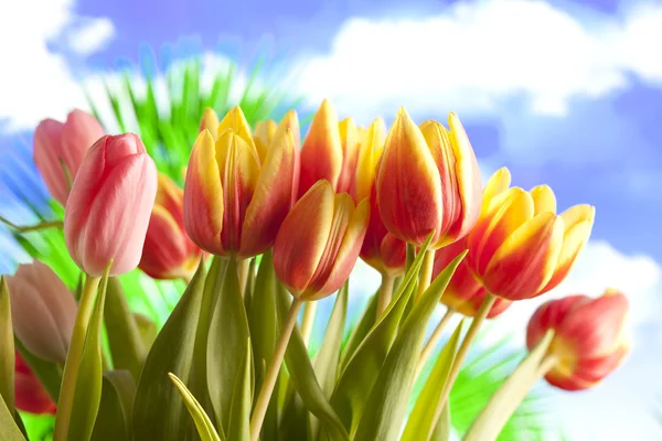 Frühlingsblumen - Tulpen auf blauem Himmel Hintergrund — Stockfoto