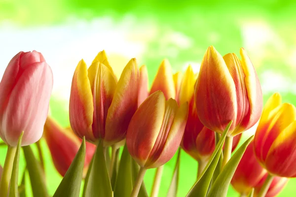 Rote und gelbe Tulpen auf grünem Hintergrund — Stockfoto