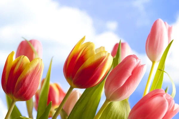 Flowers - beautiful tulips on blue sky background — Stock Photo, Image