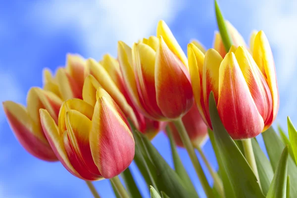 Kwiaty - piękne tulipany na tle błękitnego nieba — Zdjęcie stockowe