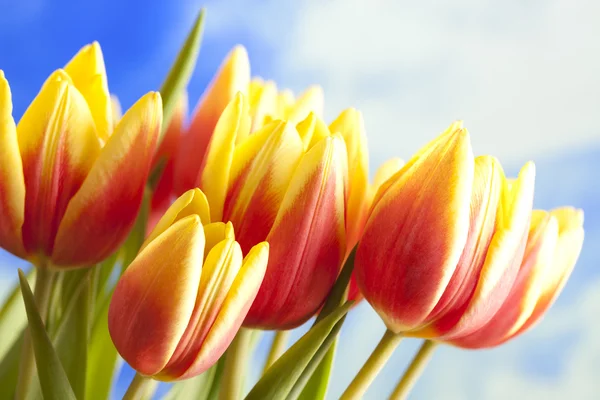 Kwiaty - piękne tulipany na tle błękitnego nieba — Zdjęcie stockowe