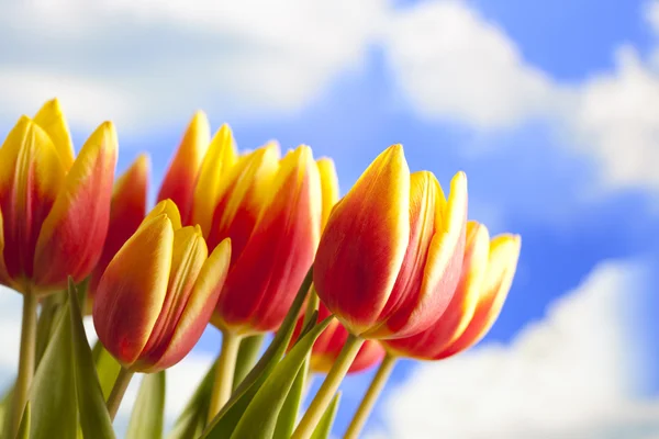 Flowers - beautiful tulips on blue sky background Stock Photo