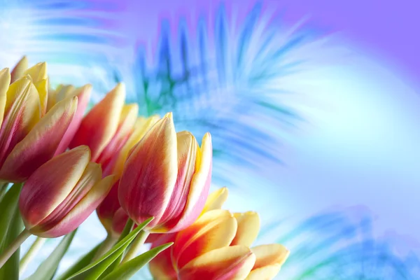 Bloemen - rode en gele tulpen op abstract achtergrond — Stockfoto