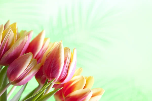 Blumen - rote und gelbe Tulpen auf abstraktem Hintergrund — Stockfoto