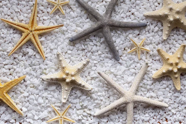 Kagyló, a starfishes és a kis kövek — Stock Fotó