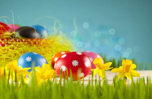 Colored Easter eggs and daffodils on blue background — Stock Photo, Image