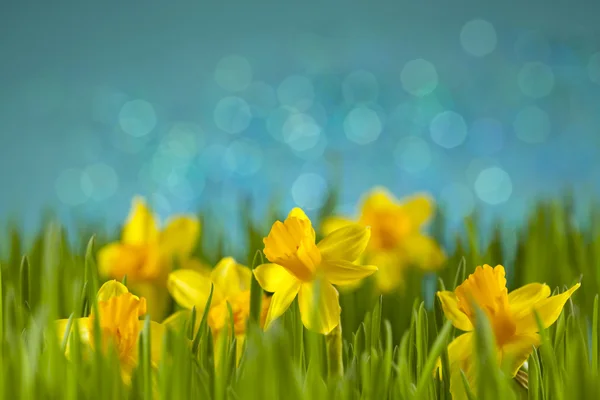 Daffodils no prado — Fotografia de Stock